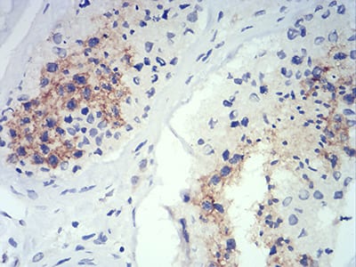 Figure 4:Immunohistochemical analysis of paraffin-embedded testis tissues using ATG14L mouse mAb with DAB staining.