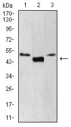 Figure 4:Western blot analysis using LEF1 mouse mAb against Jurkat (1), HepG2 (2), and MOLT4 (3) cell lysate.