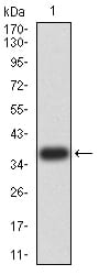 Figure 2:Western blot analysis using LEF1 mAb against human LEF1 (AA: 33-138) recombinant protein. (Expected MW is 37.1 kDa)