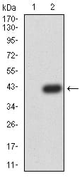 Figure 3:Western blot analysis using LEF1 mAb against HEK293 (1) and LEF1 (AA: 33-138)-hIgGFc transfected HEK293 (2) cell lysate.