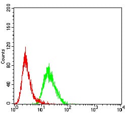 Figure 4:Immunohistochemical analysis of paraffin-embedded HeLa tissues using LEF1 mouse mAb with DAB staining.