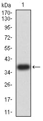 Figure 2:Western blot analysis using PRDM4 mAb against human PRDM4 (AA: 476-575) recombinant protein. (Expected MW is 37.7 kDa)