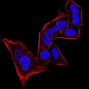 Figure 5:Immunofluorescence analysis of Hela cells using CBX5 mouse mAb. Blue: DRAQ5 fluorescent DNA dye. Red: Actin filaments have been labeled with Alexa Fluor- 555 phalloidin.