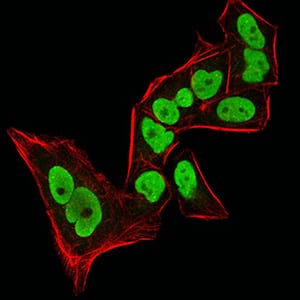 Figure 6:Immunofluorescence analysis of Hela cells using CBX5 mouse mAb (green). Blue: DRAQ5 fluorescent DNA dye. Red: Actin filaments have been labeled with Alexa Fluor- 555 phalloidin. Secondary antibody from Fisher (Cat#: 35503)