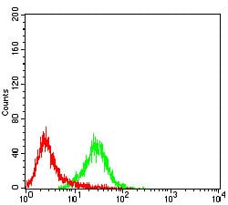 Figure 5:Flow cytometric analysis of Raji cells using PTPN6 mouse mAb (green) and negative control (red).