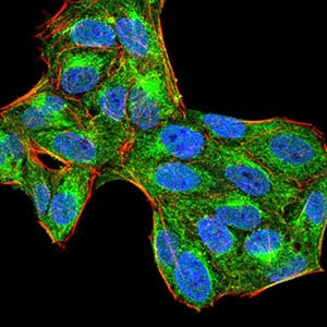 Figure 4:Immunofluorescence analysis of Hela cells using PTPN6 mouse mAb (green). Blue: DRAQ5 fluorescent DNA dye. Red: Actin filaments have been labeled with Alexa Fluor- 555 phalloidin. Secondary antibody from Fisher (Cat#: 35503)