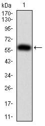 Figure 2:Western blot analysis using PTPN6 mAb against human PTPN6 (AA: 243-541) recombinant protein. (Expected MW is 60 kDa)