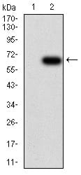 Figure 3:Western blot analysis using PTPN6 mAb against HEK293 (1) and PTPN6 (AA: 243-541)-hIgGFc transfected HEK293 (2) cell lysate.