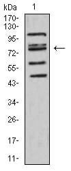 Figure 4:Western blot analysis using FOXP2 mouse mAb against HepG2 (1) cell lysate.