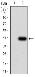 Figure 3:Western blot analysis using FOXP2 mAb against HEK293 (1) and FOXP2 (AA: 641-740)-hIgGFc transfected HEK293 (2) cell lysate.