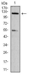 Figure 2:Western blot analysis using phospho-NLRC4(Ser-533) rat mAb against NIH/3T3 (1) cell lysate.