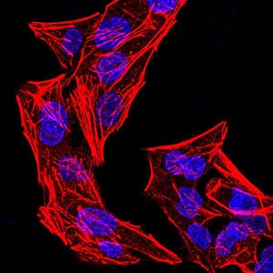 Figure 2:Immunofluorescence analysis of Hela cells using phospho-NLRC4(Ser-533) rat mAb. Blue: DRAQ5 fluorescent DNA dye. Red: Actin filaments have been labeled with Alexa Fluor- 555 phalloidin.