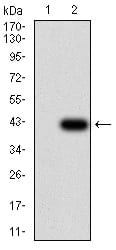 Figure 3:Western blot analysis using SH3GL1 mAb against HEK293 (1) and SH3GL1 (AA: 12-119)-hIgGFc transfected HEK293 (2) cell lysate.