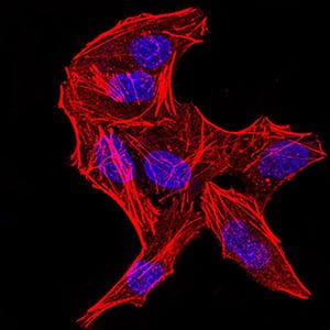 Figure 5:Immunofluorescence analysis of Hela cells using DDX3X mouse mAb. Blue: DRAQ5 fluorescent DNA dye. Red: Actin filaments have been labeled with Alexa Fluor- 555 phalloidin.