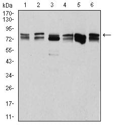 Figure 4:Western blot analysis using DDX3X mouse mAb against Hela (1), NIH3T3 (2), C6 (3), COS7 (4), A431 (5), and HEK293 (6) cell lysate.