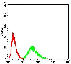 Figure 4:Flow cytometric analysis of Hela cells using DDX3X mouse mAb (green) and negative control (red).