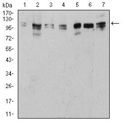 Figure 4:Western blot analysis using ULK2 mouse mAb against NIH/3T3 (1), HepG2 (2), SK-Hep-1 (3), SK-OV-3 (4), C6 (5), PC-12 (6), and MCF-7 (7) cell lysate.