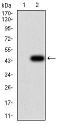 Figure 3:Western blot analysis using GFPT1 mAb against HEK293 (1) and GFPT1 (AA: 536-681)-hIgGFc transfected HEK293 (2) cell lysate.