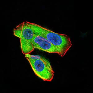 Figure 4:Immunofluorescence analysis of Hela cells using UCP2 mouse mAb (green). Blue: DRAQ5 fluorescent DNA dye. Red: Actin filaments have been labeled with Alexa Fluor- 555 phalloidin. Secondary antibody from Fisher (Cat#: 35503)