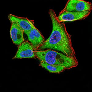 Figure 4:Immunofluorescence analysis of Hela cells using YWHAB mouse mAb (green). Blue: DRAQ5 fluorescent DNA dye. Red: Actin filaments have been labeled with Alexa Fluor- 555 phalloidin. Secondary antibody from Fisher (Cat#: 35503)