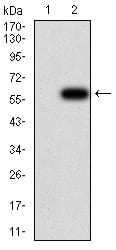 Figure 3:Western blot analysis using YWHAB mAb against HEK293 (1) and YWHAB (AA: 1-246)-hIgGFc transfected HEK293 (2) cell lysate.
