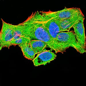 Figure 5:Immunofluorescence analysis of Hela cells using PLCG1 mouse mAb (green). Blue: DRAQ5 fluorescent DNA dye. Red: Actin filaments have been labeled with Alexa Fluor- 555 phalloidin. Secondary antibody from Fisher (Cat#: 35503)