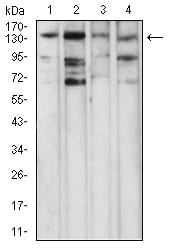 Figure 4:Western blot analysis using PLCG1 mouse mAb against NIH/3T3 (1), Jurkat (2), A431 (3), and Hela (4) cell lysate.