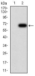 Figure 3:Western blot analysis using HDAC6 mAb against HEK293 (1) and HDAC6 (AA: 482-800)-hIgGFc transfected HEK293 (2) cell lysate.