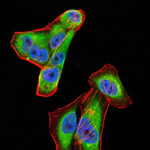 Figure 4:Immunofluorescence analysis of Hela cells using CFHR5 mouse mAb (green). Blue: DRAQ5 fluorescent DNA dye. Red: Actin filaments have been labeled with Alexa Fluor- 555 phalloidin. Secondary antibody from Fisher (Cat#: 35503)