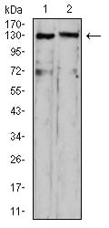 Figure 4:Western blot analysis using OTUD4 mouse mAb against HepG2 (1) and C6 (2) cell lysate.