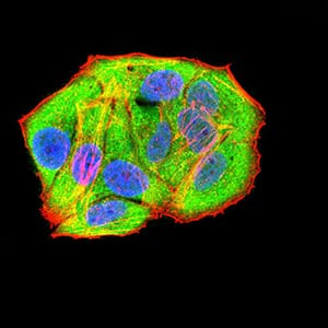 Figure 5:Immunofluorescence analysis of Hela cells using RAD21 mouse mAb (green). Blue: DRAQ5 fluorescent DNA dye. Red: Actin filaments have been labeled with Alexa Fluor- 555 phalloidin. Secondary antibody from Fisher (Cat#: 35503)