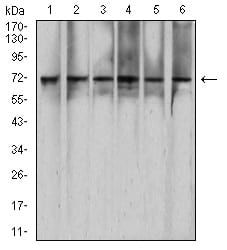 Figure 4:Western blot analysis using RAD21 mouse mAb against Hela (1), HEK293 (2), K562 (3), C6 (4), *** (5), and COS7 (6) cell lysate.