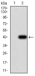 Figure 3:Western blot analysis using RAD21 mAb against HEK293 (1) and RAD21 (AA: 287-403)-hIgGFc transfected HEK293 (2) cell lysate.