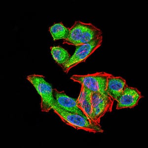 Figure 6:Immunofluorescence analysis of Hela cells using VEGFA mouse mAb (green). Blue: DRAQ5 fluorescent DNA dye. Red: Actin filaments have been labeled with Alexa Fluor- 555 phalloidin. Secondary antibody from Fisher (Cat#: 35503)