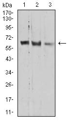 Figure 6:Western blot analysis using *** mouse mAb against HEK293 (1), A549 (2), and HepG2 (3) cell lysate.