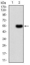 Figure 3:Western blot analysis using PRDM14 mAb against HEK293 (1) and PRDM14 (AA: 4-203)-hIgGFc transfected HEK293 (2) cell lysate.