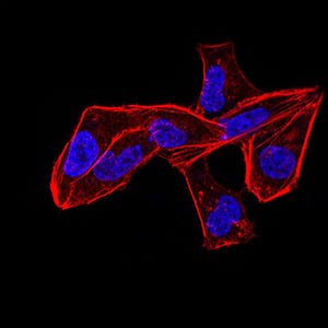 Figure 5:Immunofluorescence analysis of Hela cells using ALDH6A1 mouse mAb. Blue: DRAQ5 fluorescent DNA dye. Red: Actin filaments have been labeled with Alexa Fluor- 555 phalloidin.