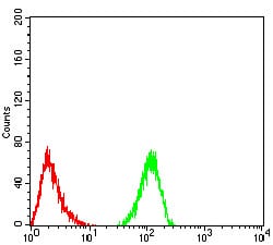 Figure 6:Flow cytometric analysis of Hela cells using ALDH6A1 mouse mAb (green) and negative control (red).