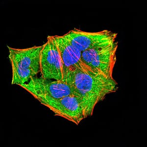 Figure 5:Immunofluorescence analysis of Hela cells using MAP2K3 mouse mAb (green). Blue: DRAQ5 fluorescent DNA dye. Red: Actin filaments have been labeled with Alexa Fluor- 555 phalloidin. Secondary antibody from Fisher (Cat#: 35503)