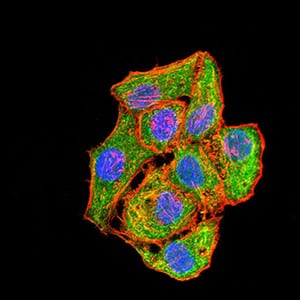 Figure 6:Immunofluorescence analysis of HepG2 cells using MAP2K3 mouse mAb (green). Blue: DRAQ5 fluorescent DNA dye. Red: Actin filaments have been labeled with Alexa Fluor- 555 phalloidin. Secondary antibody from Fisher (Cat#: 35503)