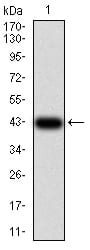 Figure 2:Western blot analysis using MAP2K3 mAb against human MAP2K3 (AA: 1-138) recombinant protein. (Expected MW is 42.1 kDa)