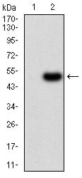 Figure 3:Western blot analysis using RNLS mAb against HEK293 (1) and RNLS (AA: 68-242)-hIgGFc transfected HEK293 (2) cell lysate.