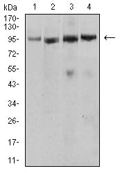 Figure 4:Western blot analysis using Tlr2 mouse mAb against Ramos (1), U937 (2), Jurkat (3), and Hela (4) cell lysate.