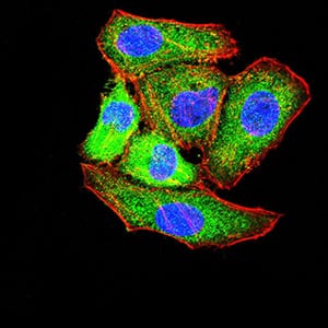 Figure 4:Immunofluorescence analysis of HepG2 cells using Tlr2 mouse mAb (green). Blue: DRAQ5 fluorescent DNA dye. Red: Actin filaments have been labeled with Alexa Fluor- 555 phalloidin. Secondary antibody from Fisher (Cat#: 35503)