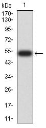 Figure 2:Western blot analysis using DNMT3L mAb against human DNMT3L (AA: 147-386) recombinant protein. (Expected MW is 53.9 kDa)