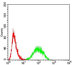 Figure 8:Flow cytometric analysis of Hela cells using YWHAB mouse mAb (green) and negative control (red).