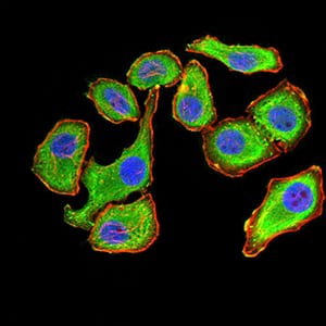 Figure 5:Immunofluorescence analysis of GC-7901 cells using YWHAB mouse mAb (green). Blue: DRAQ5 fluorescent DNA dye. Red: Actin filaments have been labeled with Alexa Fluor- 555 phalloidin. Secondary antibody from Fisher (Cat#: 35503)