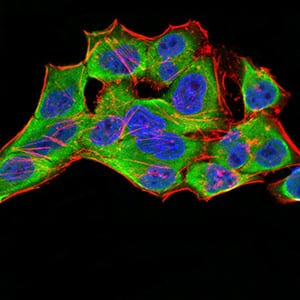 Figure 6:Immunofluorescence analysis of Hela cells using YWHAB mouse mAb (green). Blue: DRAQ5 fluorescent DNA dye. Red: Actin filaments have been labeled with Alexa Fluor- 555 phalloidin. Secondary antibody from Fisher (Cat#: 35503)