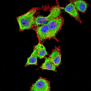 Figure 7:Immunofluorescence analysis of HepG2 cells using YWHAB mouse mAb (green). Blue: DRAQ5 fluorescent DNA dye. Red: Actin filaments have been labeled with Alexa Fluor- 555 phalloidin. Secondary antibody from Fisher (Cat#: 35503)