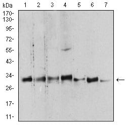 Figure 4:Western blot analysis using YWHAB mouse mAb against Hela (1), NIH/3T3 (2), C6 (3), A431 (4), K562 (5), PC-12 (6), and U937 (7) cell lysate.